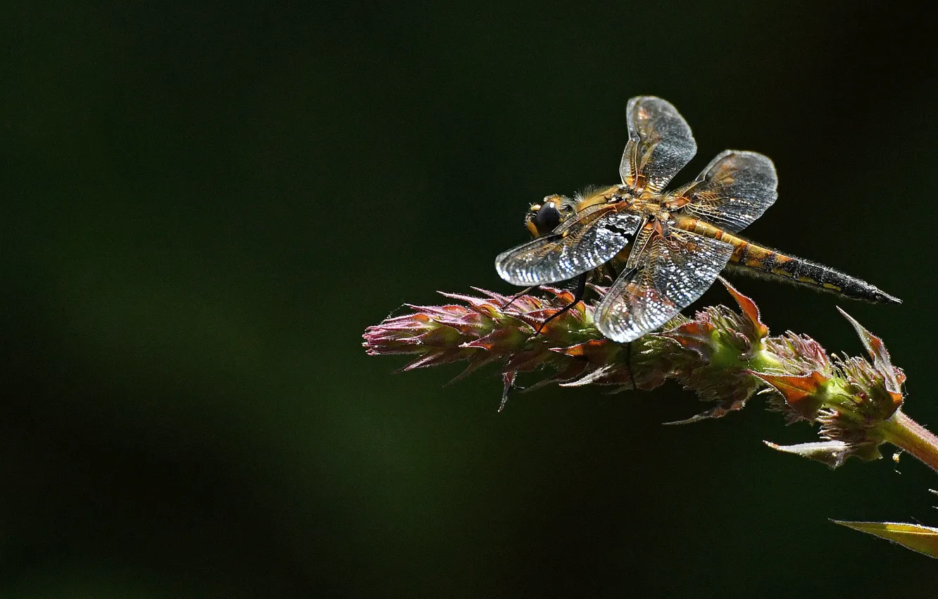 Photo wallpaper dragonfly, insect, blackbrush four-spotted chaser, four-spotted chaser dragonfly