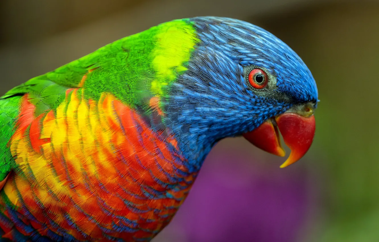 Photo wallpaper look, bright, background, bird, parrot, colorful, Lori, bright plumage