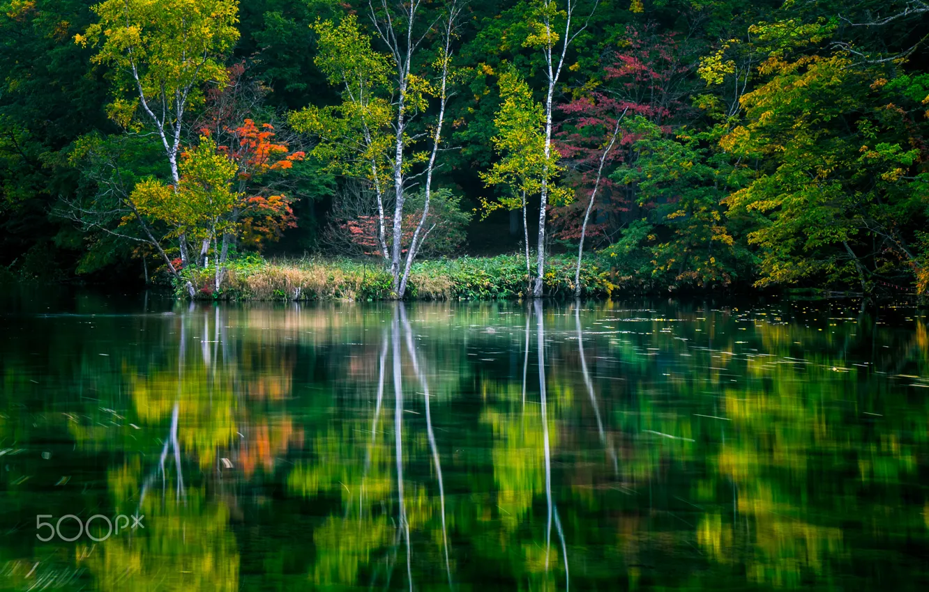 Photo wallpaper water, trees, nature, lake, river