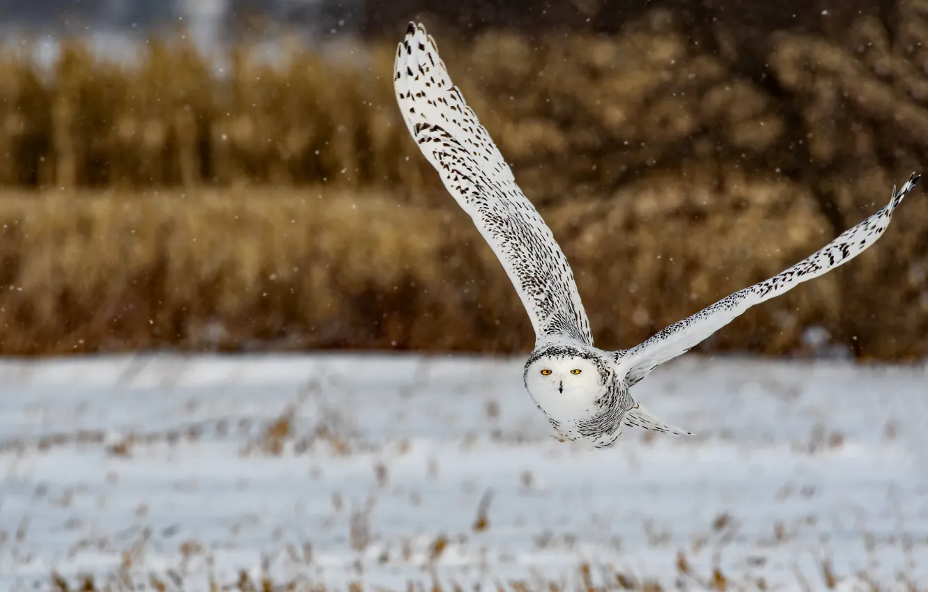 Photo wallpaper winter, look, snow, flight, nature, owl, bird, snowfall