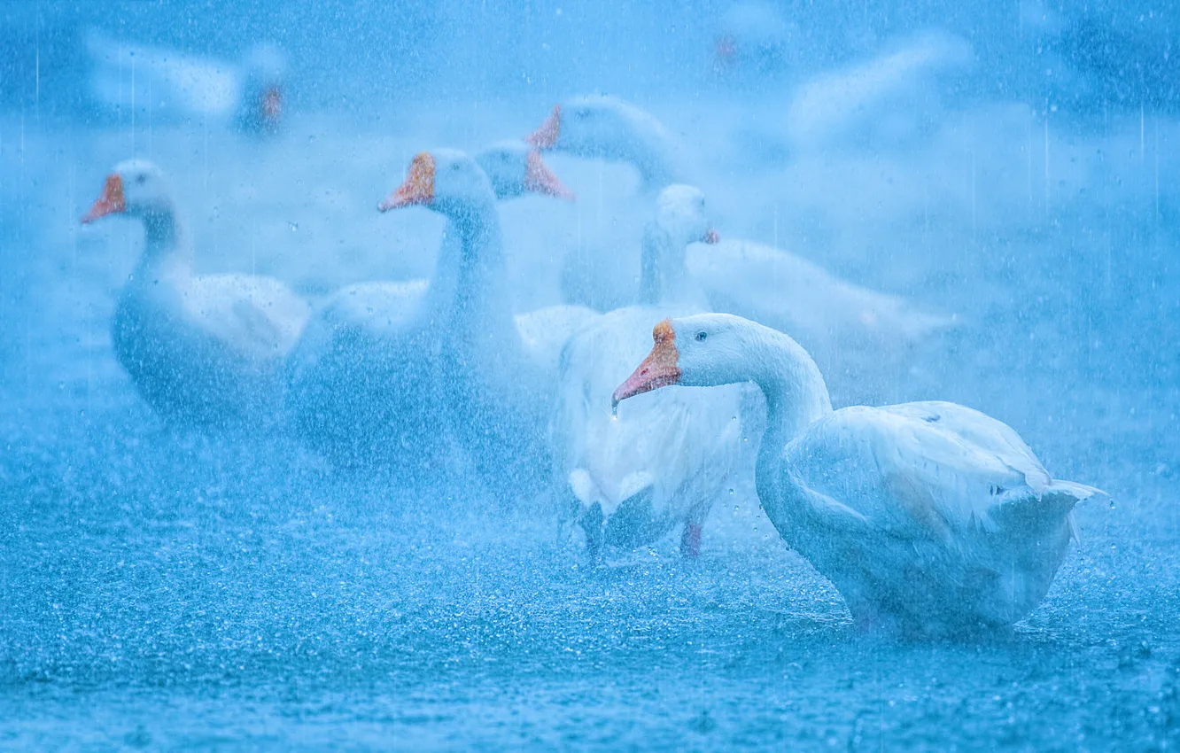 Photo wallpaper water, drops, birds, fog, rain, blur, haze, white