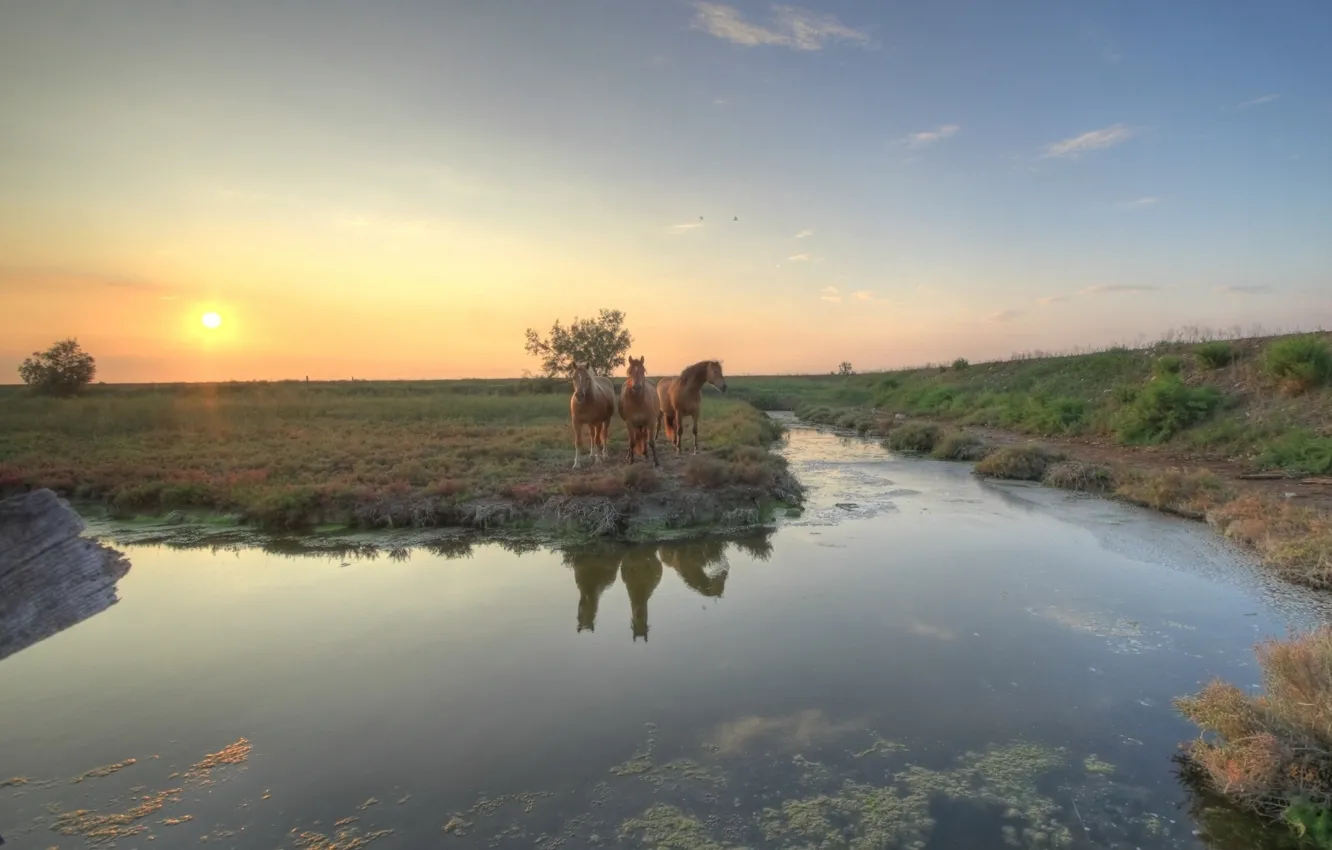 Photo wallpaper sunset, river, horse, direction