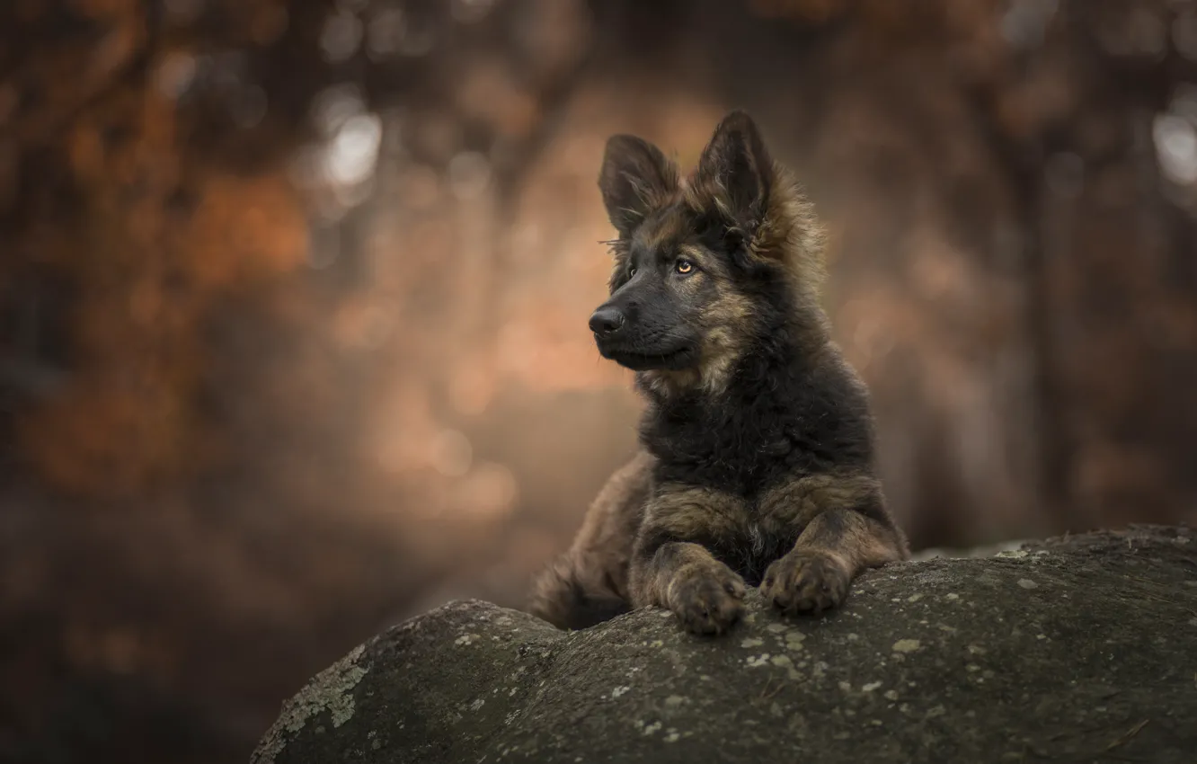 Photo wallpaper stones, puppy, bokeh, Puppy love