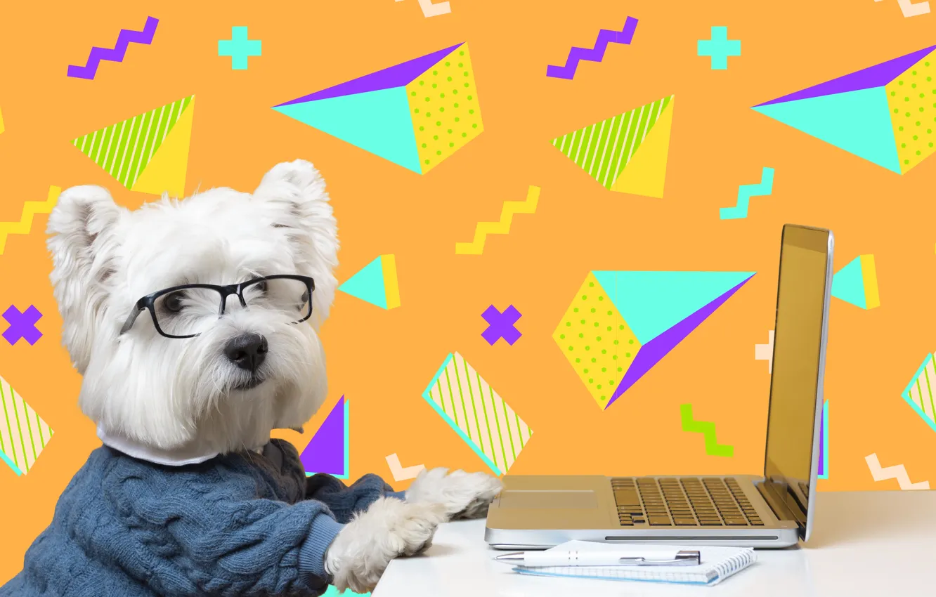 Photo wallpaper table, dog, humor, glasses, laptop