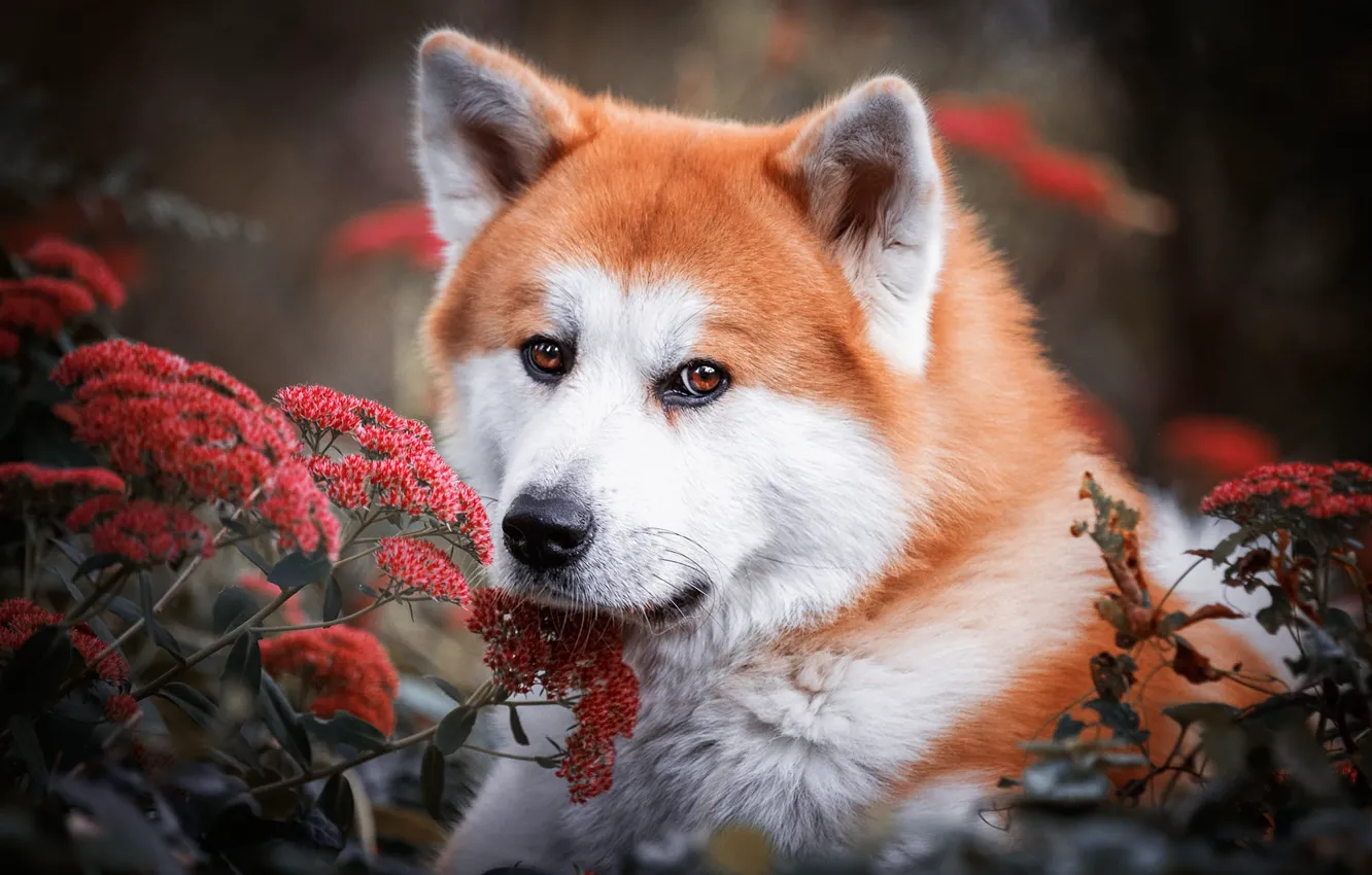 Photo wallpaper look, face, flowers, nature, background, portrait, dog, red