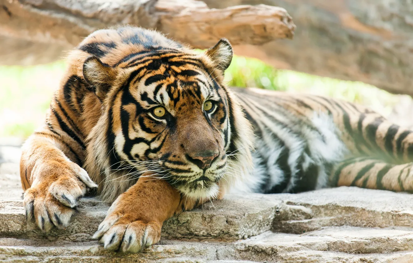 Photo wallpaper face, tiger, stay, predator, paws, wild cat