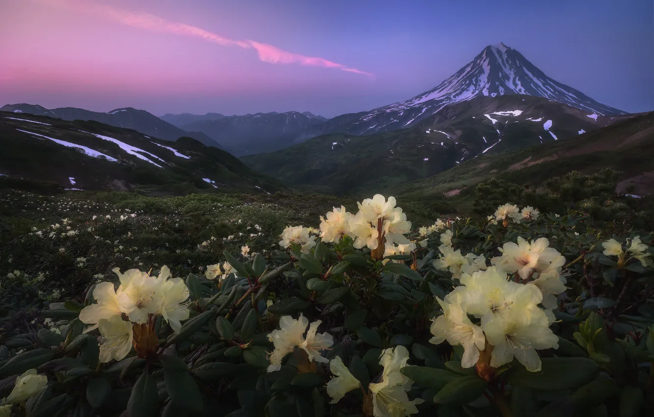 Photo wallpaper flowers, mountains, nature