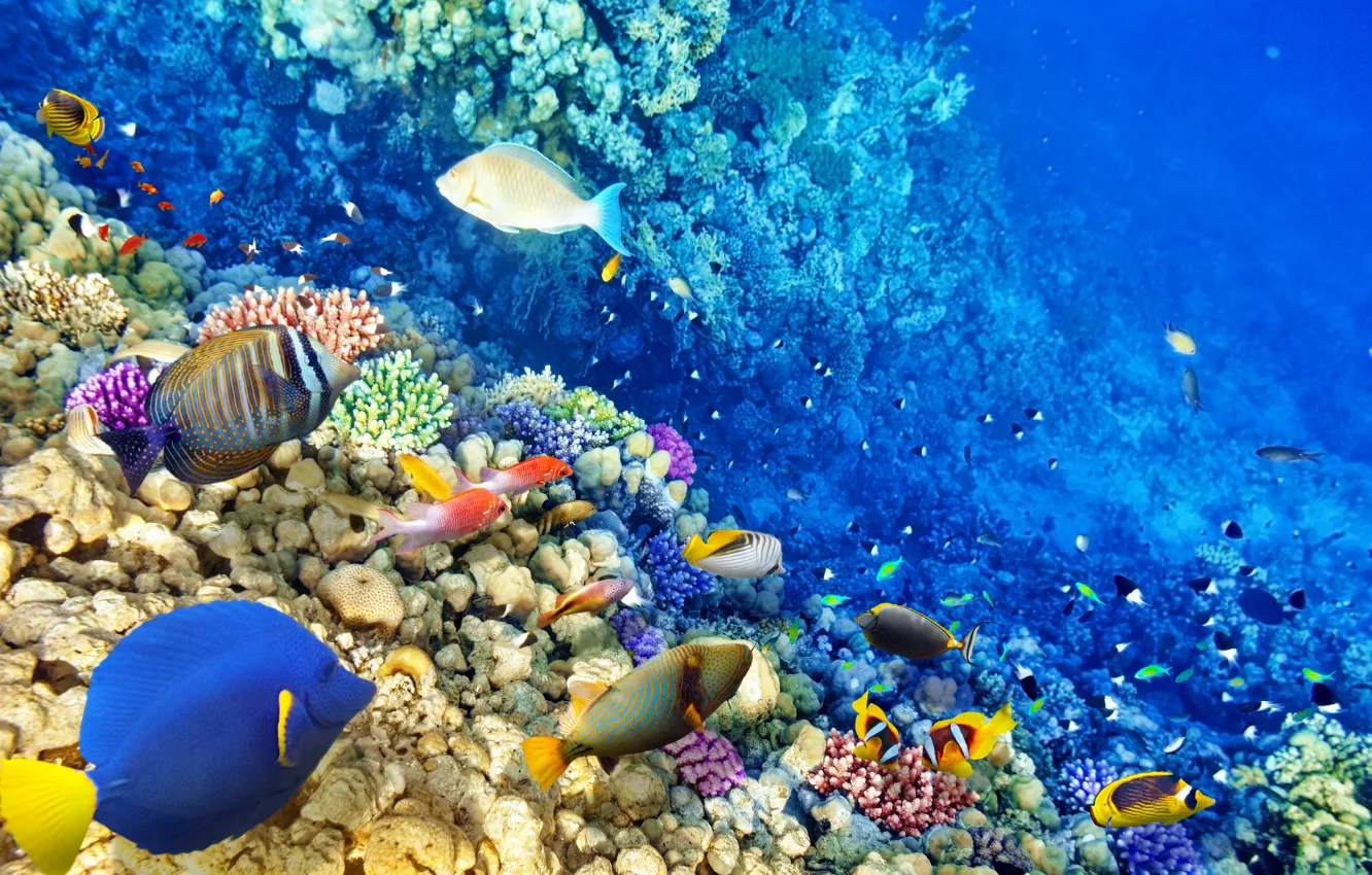 Photo wallpaper fish, the ocean, world, underwater world, underwater, ocean, fishes, tropical