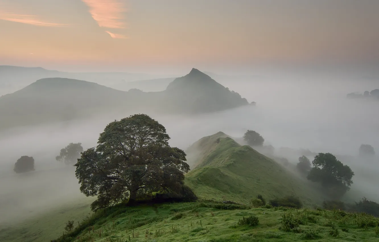 Photo wallpaper mountains, fog, tree, morning