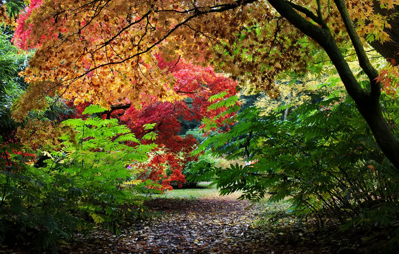 Photo wallpaper autumn, leaves, trees, Park, UK, the bushes, colorful, Westonbirt-Arboretum