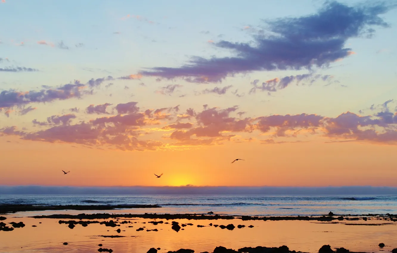 Photo wallpaper sea, clouds, reflection, sunrise, stones, bird, seagulls, pool