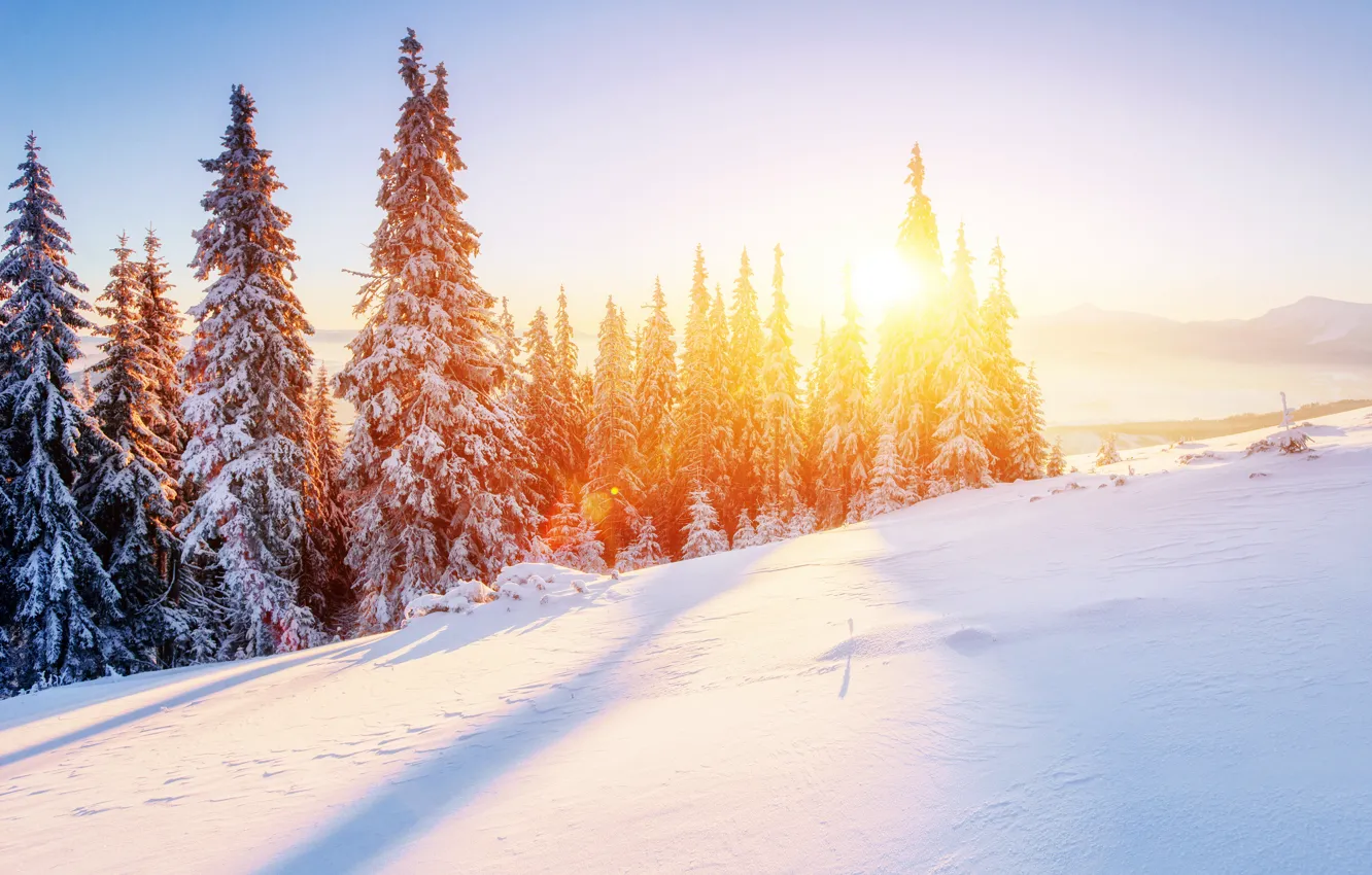 Photo wallpaper Nature, Winter, Snow, Spruce, Landscape, Seasons