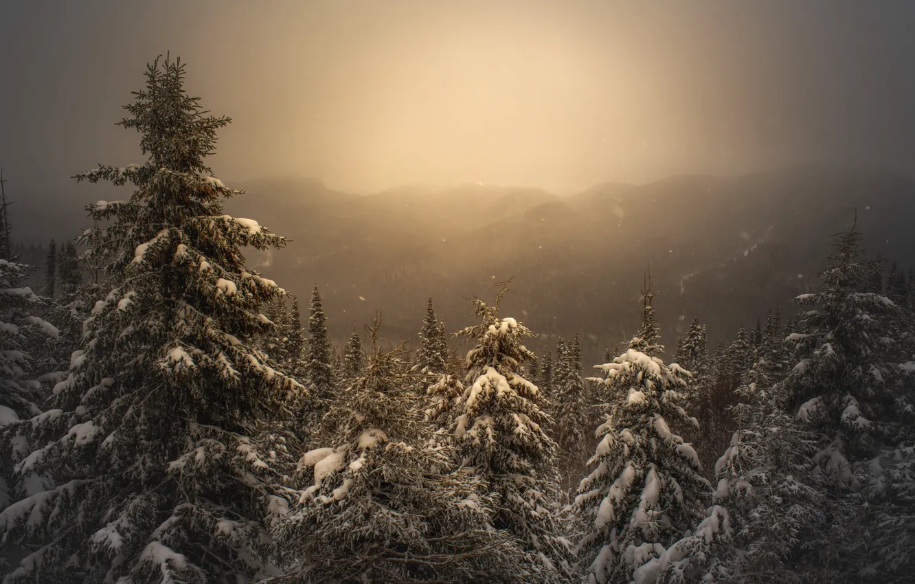 Photo wallpaper winter, forest, the sky, light, tree, ate, snowy