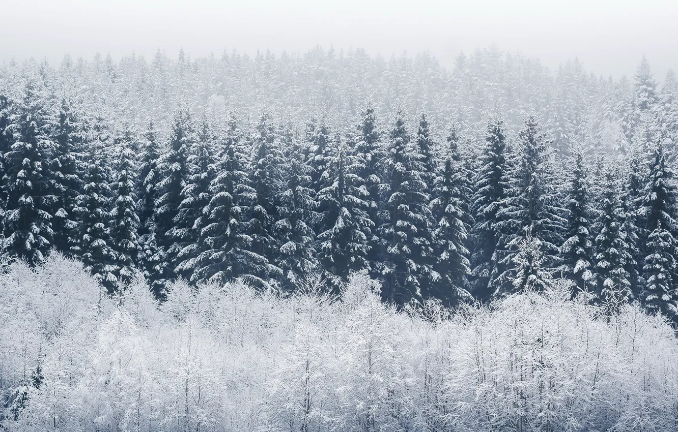 Photo wallpaper winter, forest, fog
