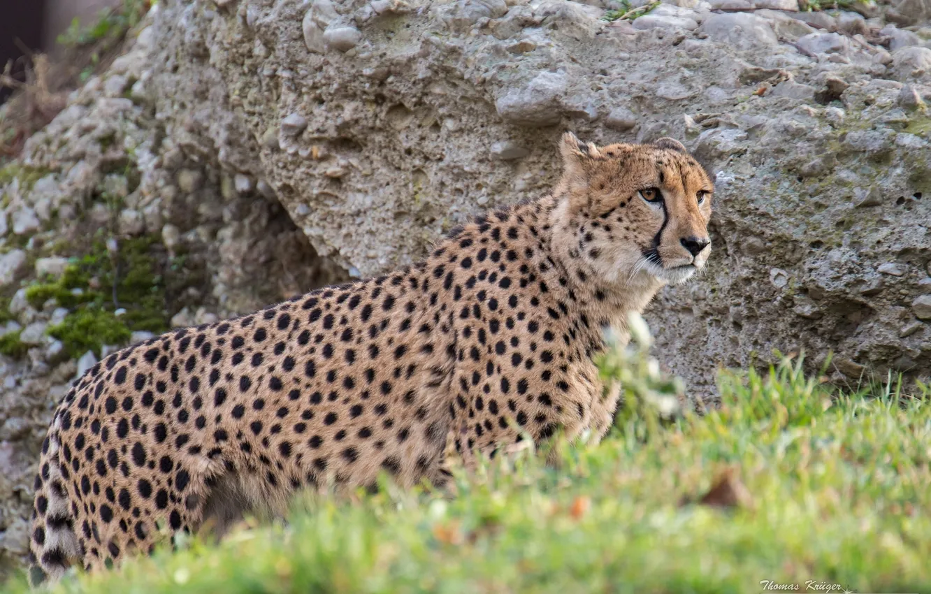Photo wallpaper predator, Cheetah, wild cat