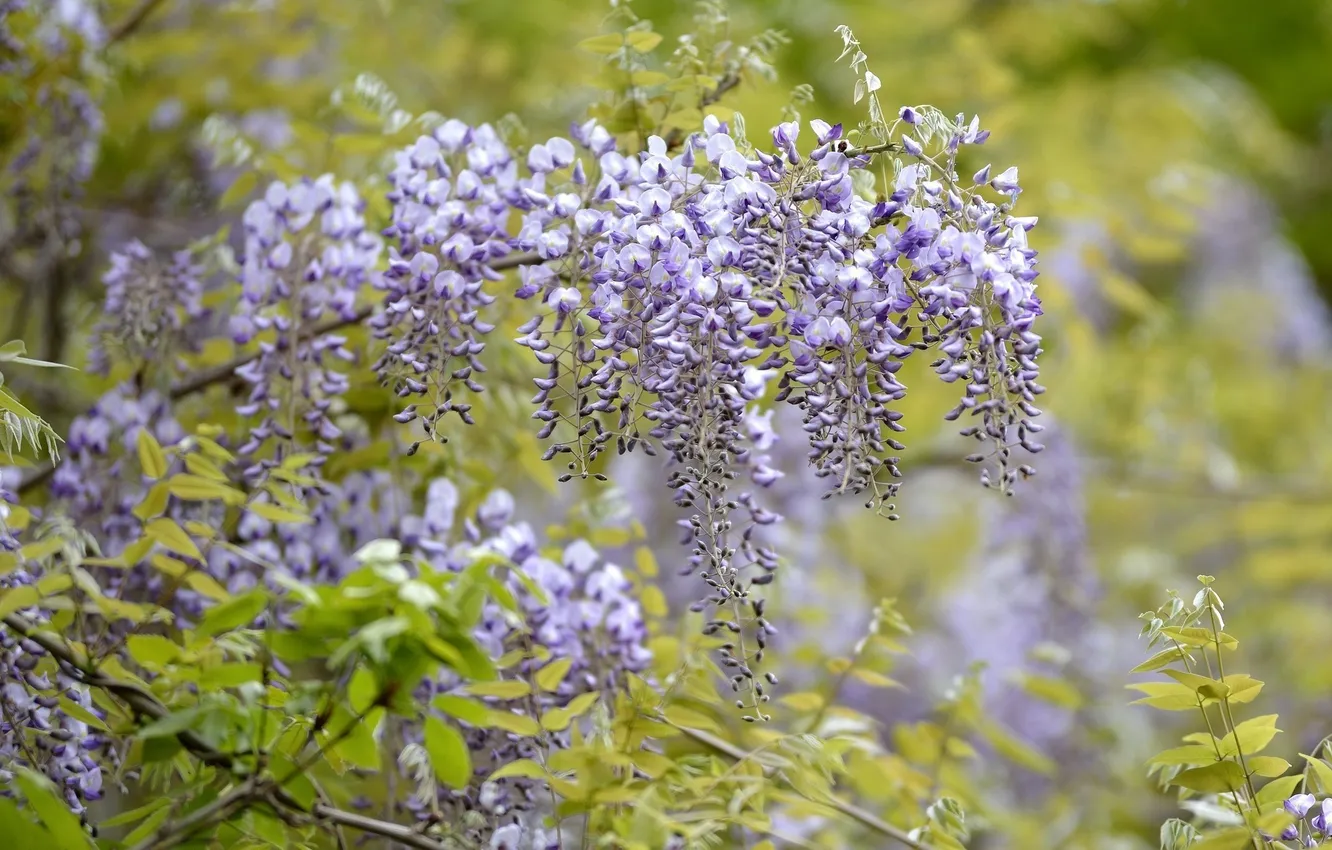 Photo wallpaper flowers, petals, Wisteria