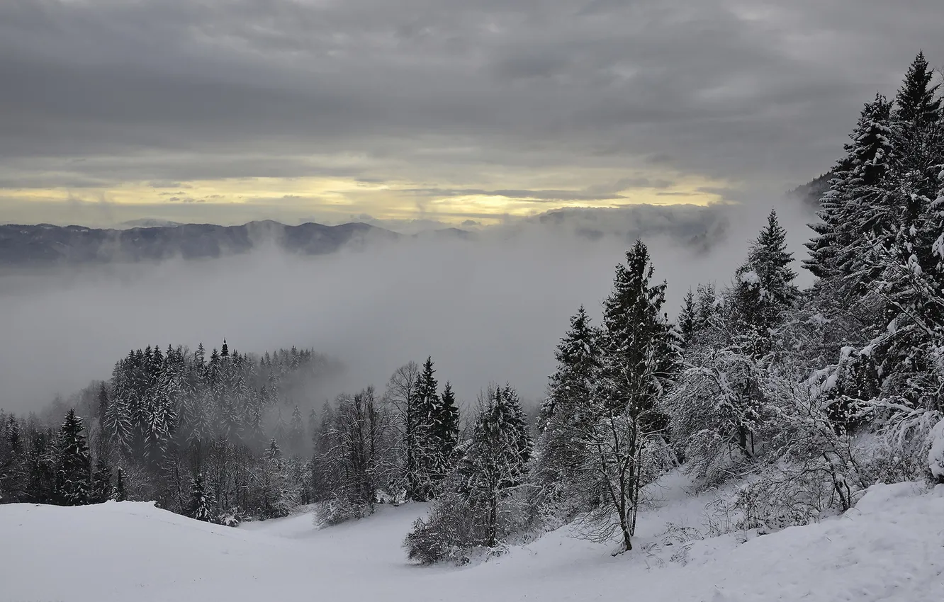 Photo wallpaper snow, trees, mountains, fog