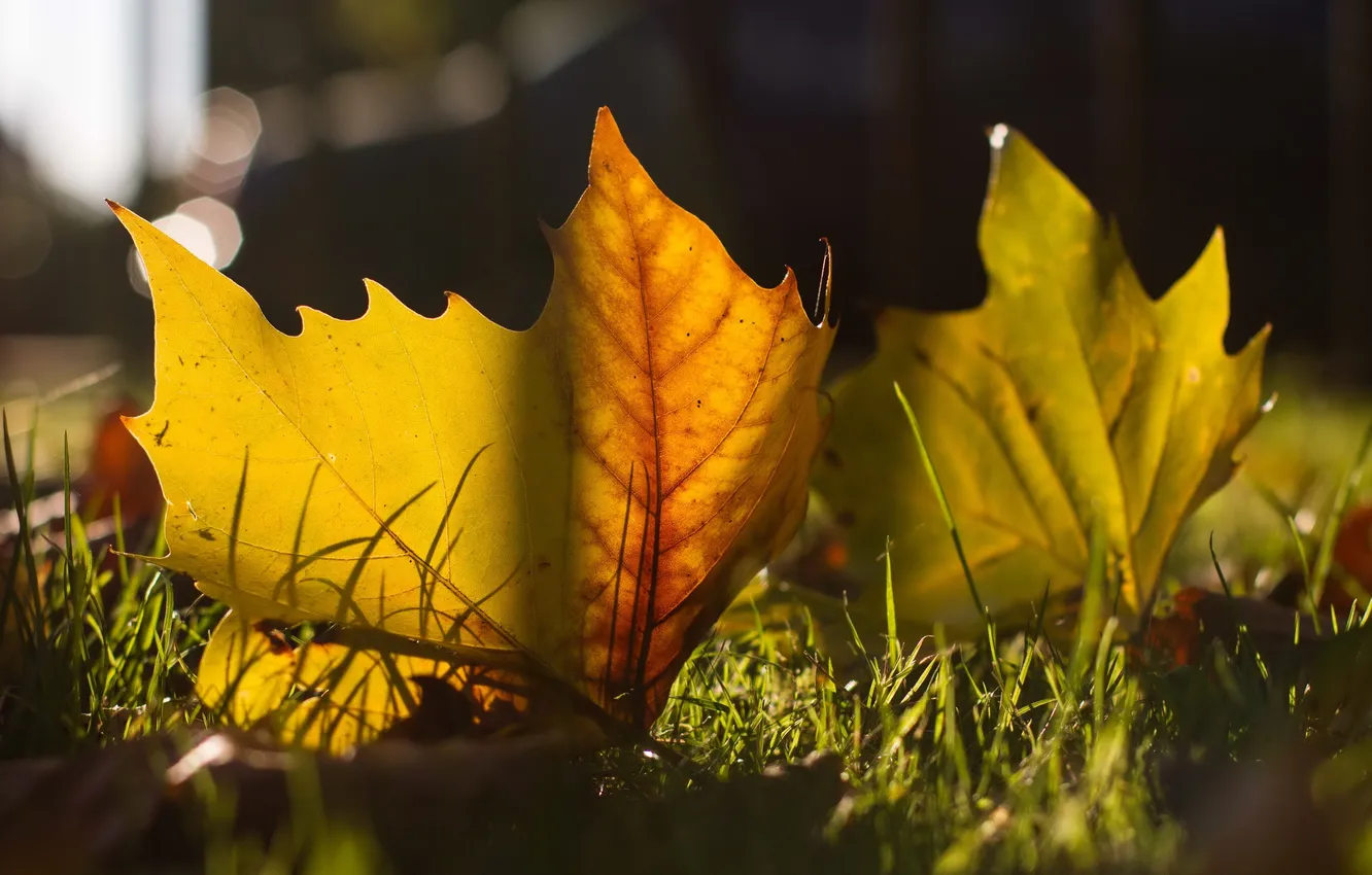 Photo wallpaper autumn, leaves, macro