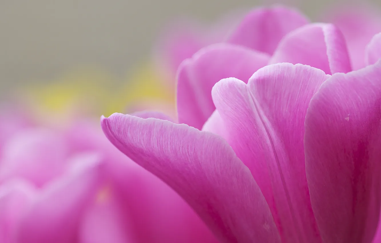 Photo wallpaper macro, flowers, tulips, pink