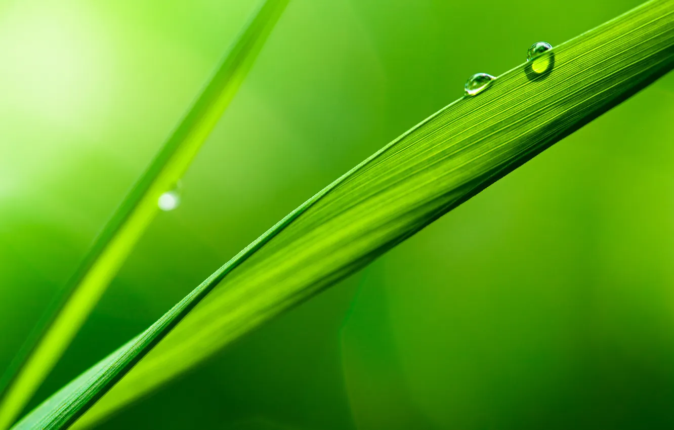 Photo wallpaper grass, drops, macro, glare