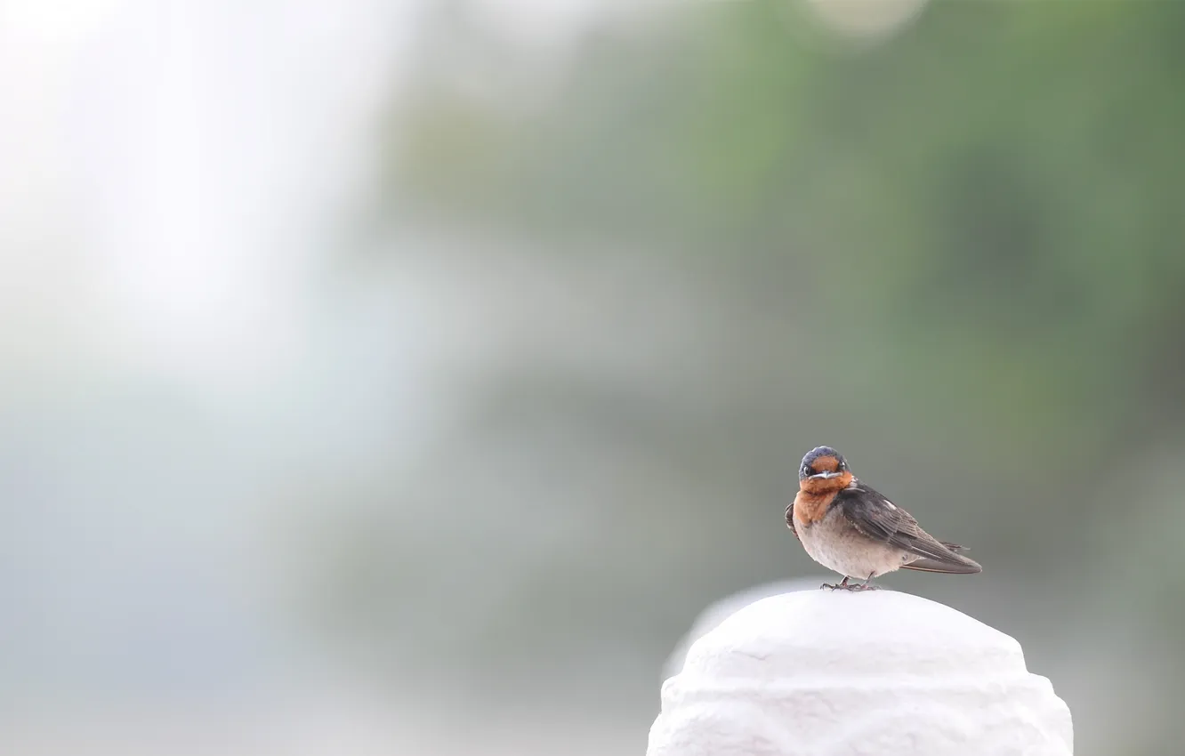 Photo wallpaper Bird, Sparrow, sparrow
