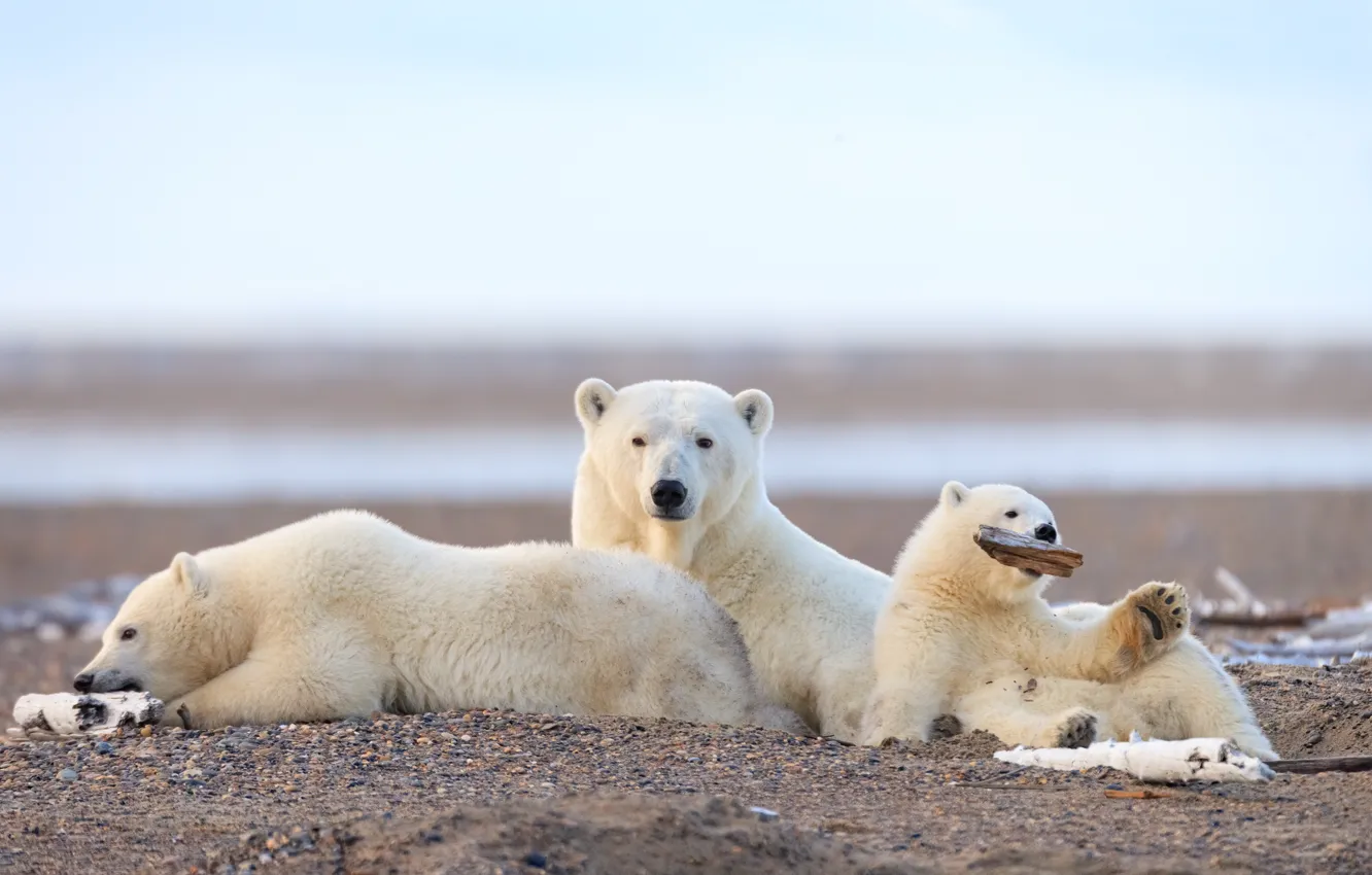 Photo wallpaper pose, pebbles, shore, bear, three, lies, bear, polar bear