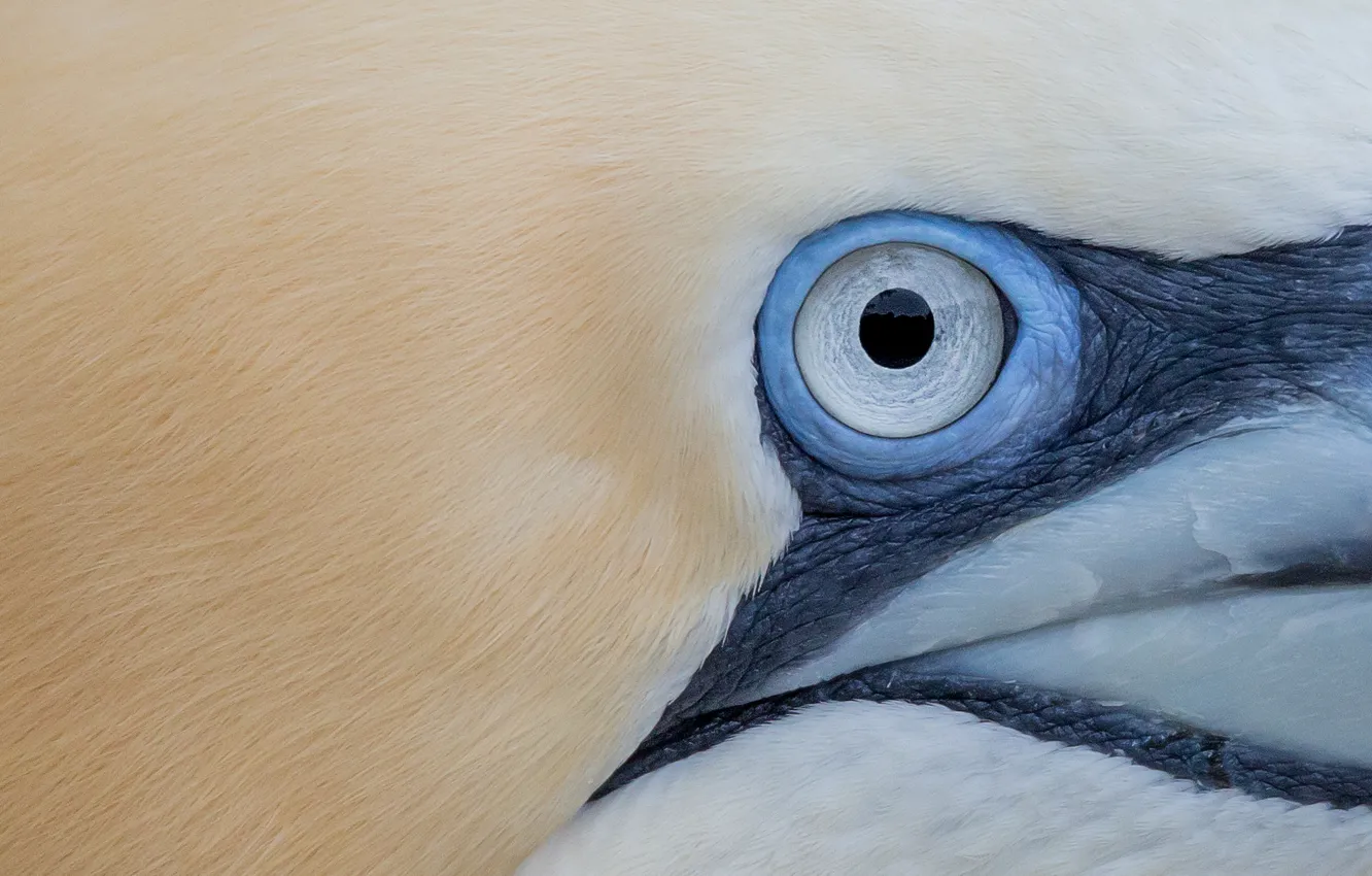 Photo wallpaper bird, eye, gannet