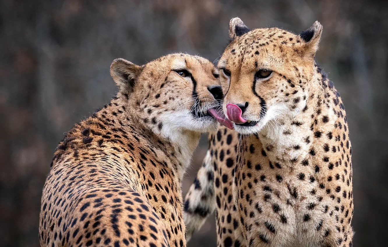 Photo wallpaper language, look, face, nature, pose, Cheetah, licking, Two cheetahs