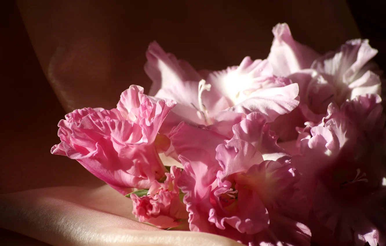 Photo wallpaper flowers, photo, pink, gladiolus, closeup