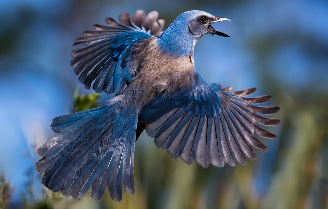 Photo wallpaper bird, wings, feathers, tail, Jay, Shrubby blue Jay