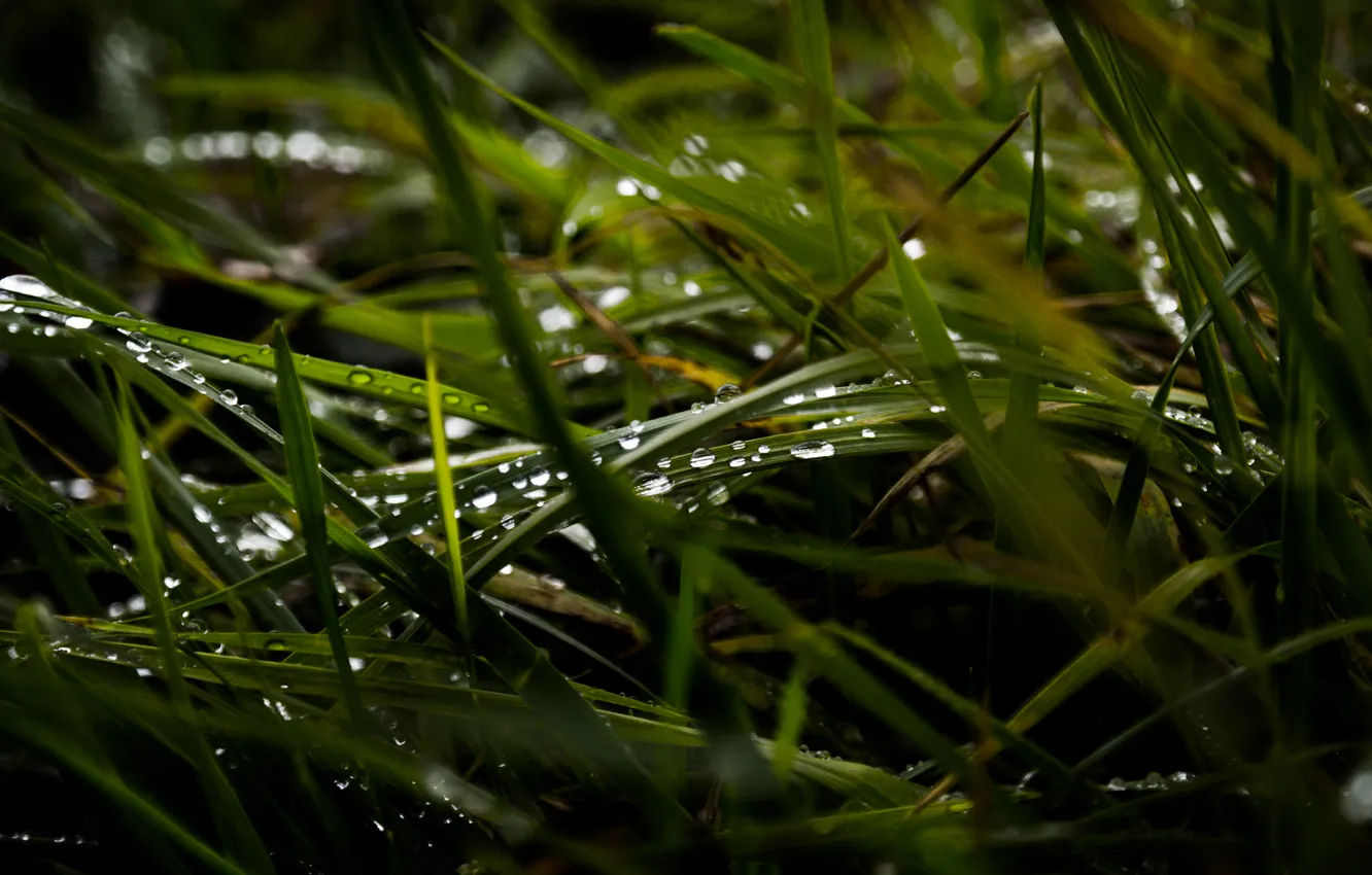 Photo wallpaper Grass, Rain, Wet, Field, Macro, Meadow, Drops