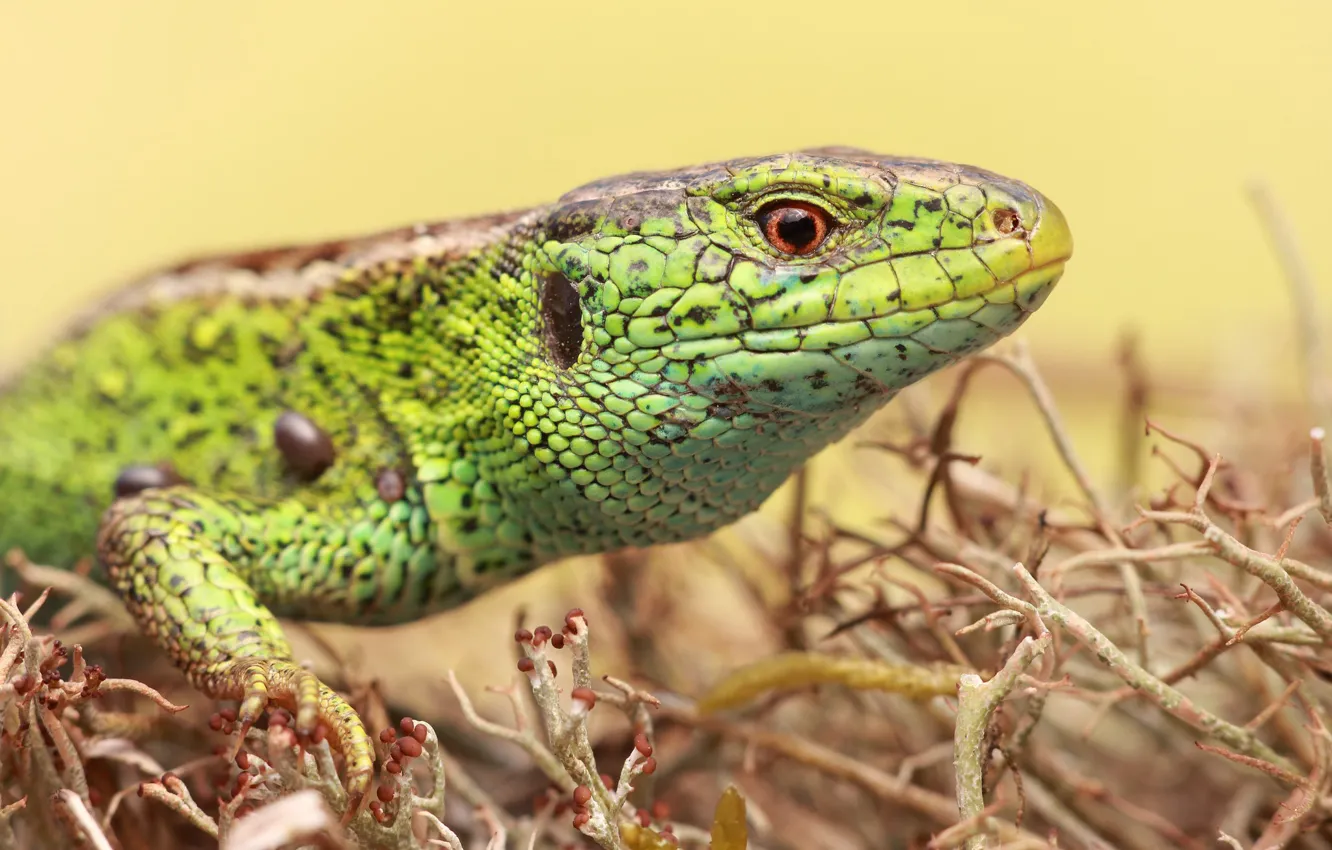 Photo wallpaper look, roots, green, portrait, lizard, reptile, mushroom, The mycelium