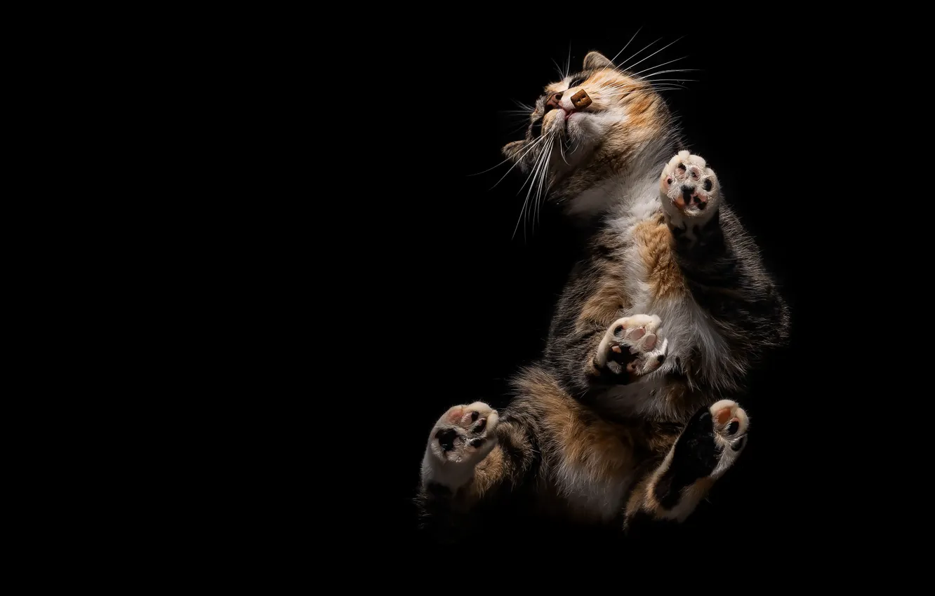 Photo wallpaper cat, cat, pose, black background, food, bottom view, motley, trehlistna