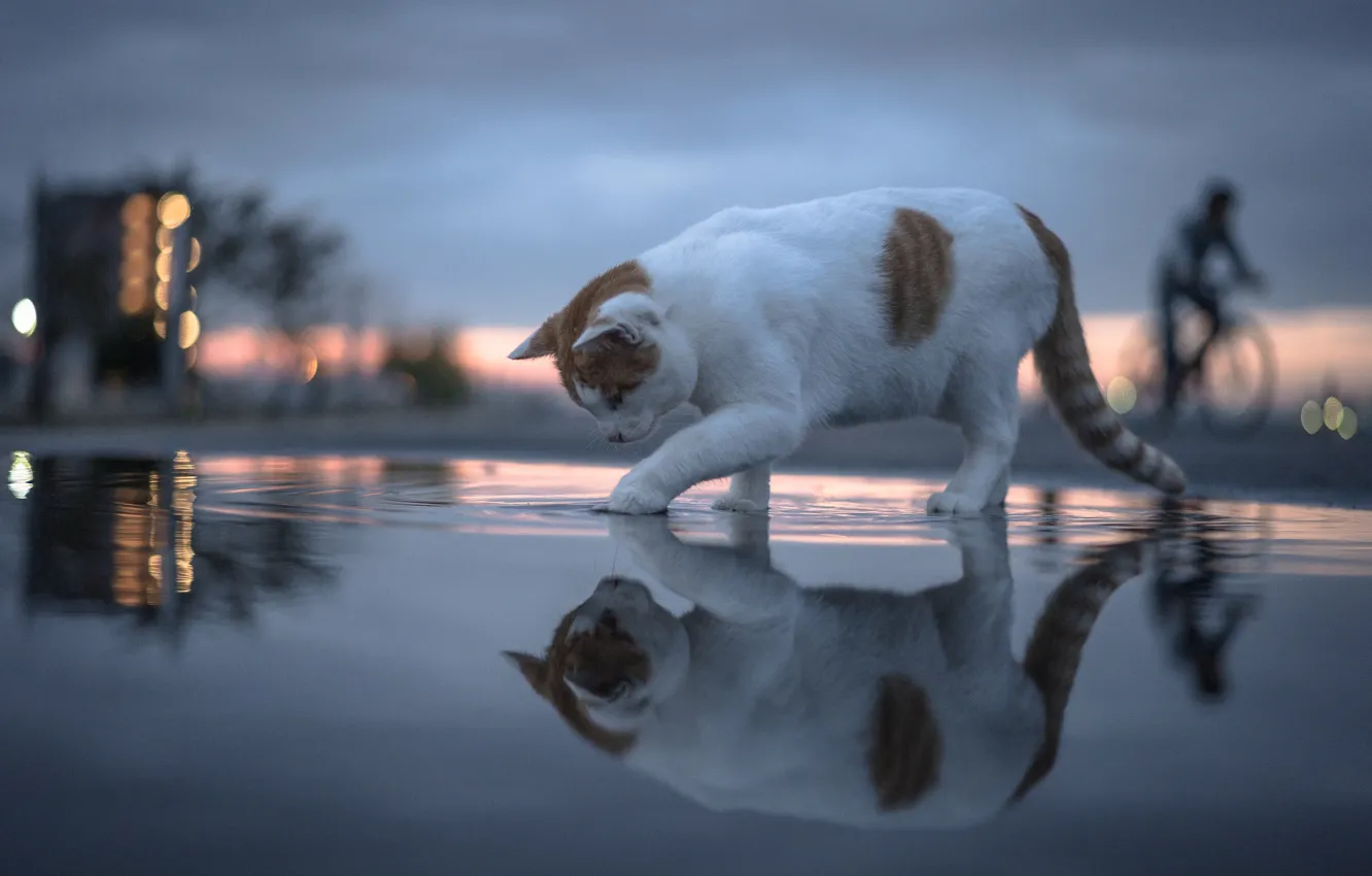 Photo wallpaper cat, cat, water, reflection, bokeh