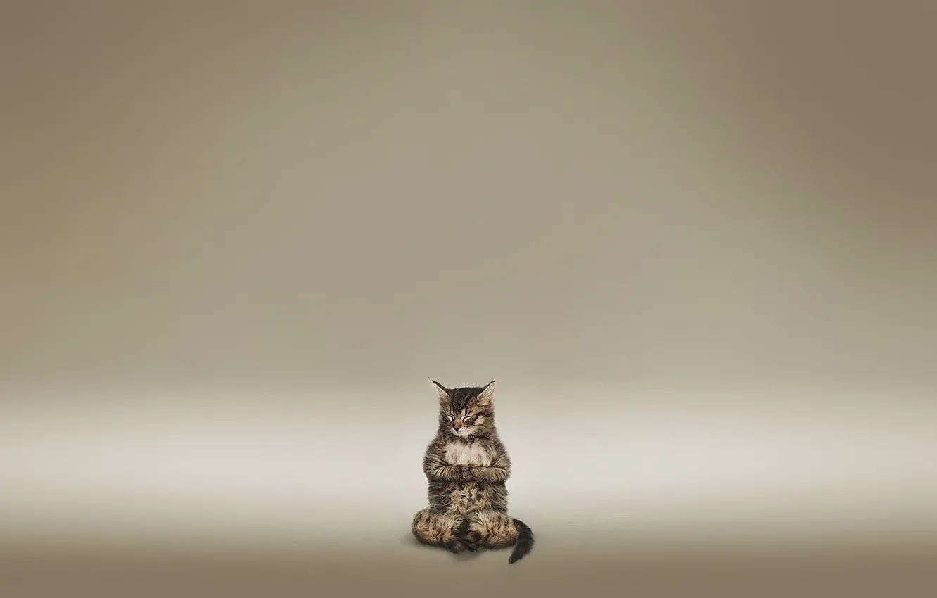 Photo wallpaper cat, background, meditation