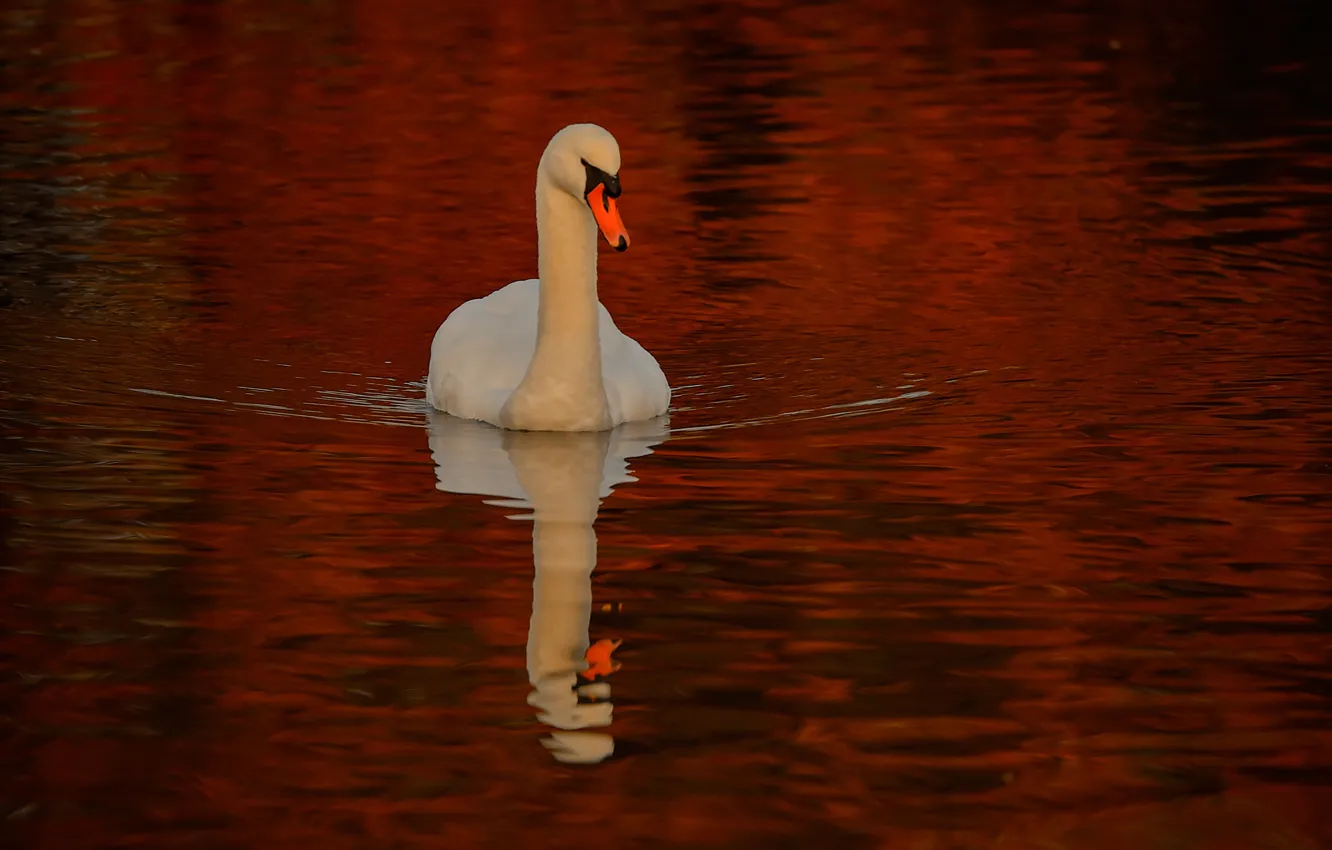 Photo wallpaper water, reflection, bird, swans