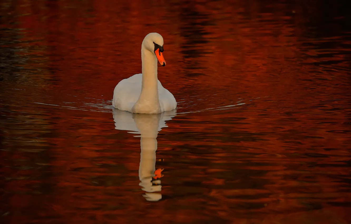 Photo wallpaper water, reflection, bird, Swan