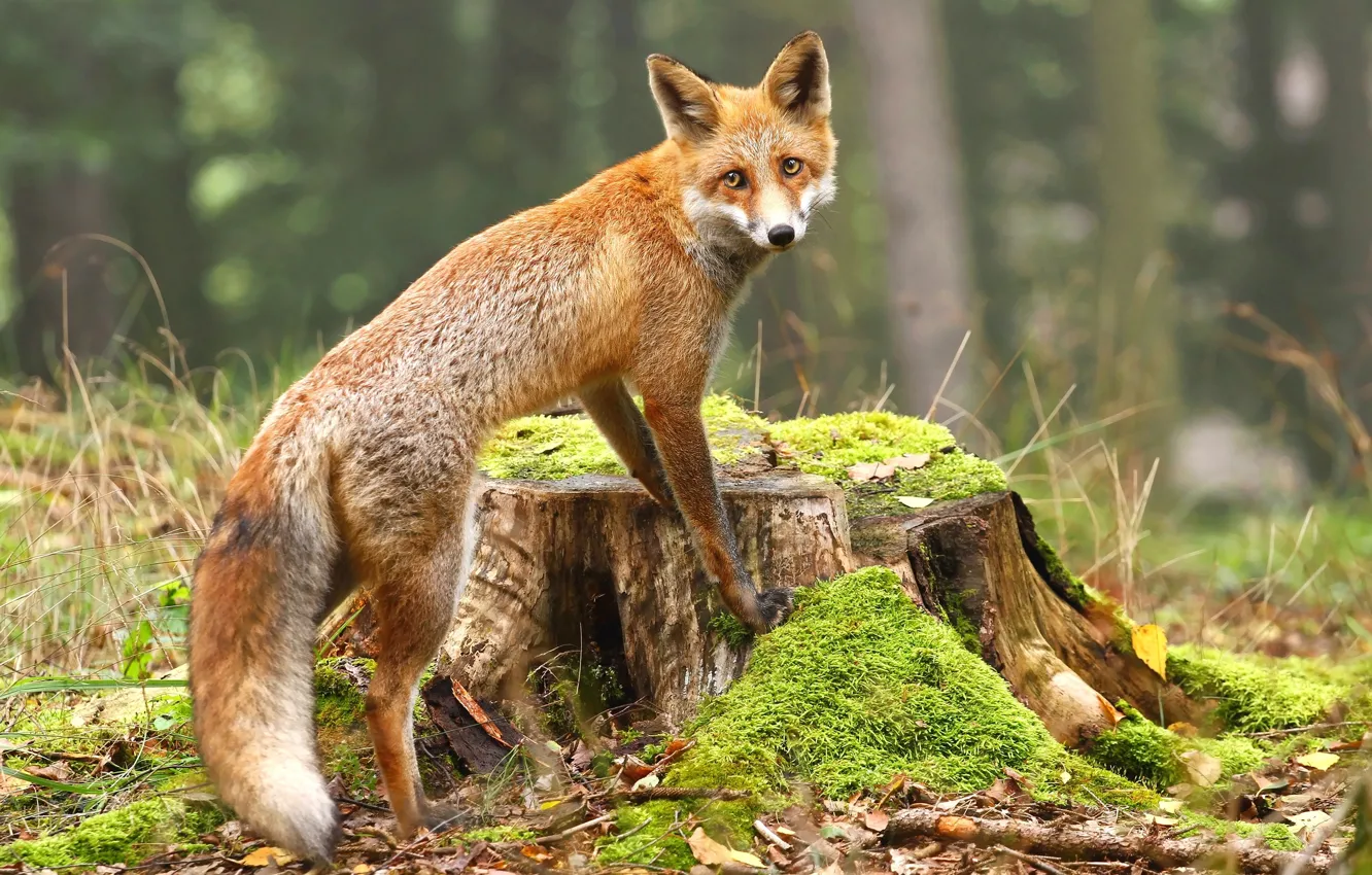 Photo wallpaper forest, leaves, nature, moss, stump, Fox, red, Fox
