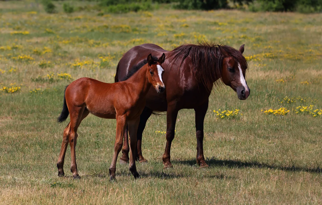 Photo wallpaper field, summer, flowers, nature, horse, horse, two, pair