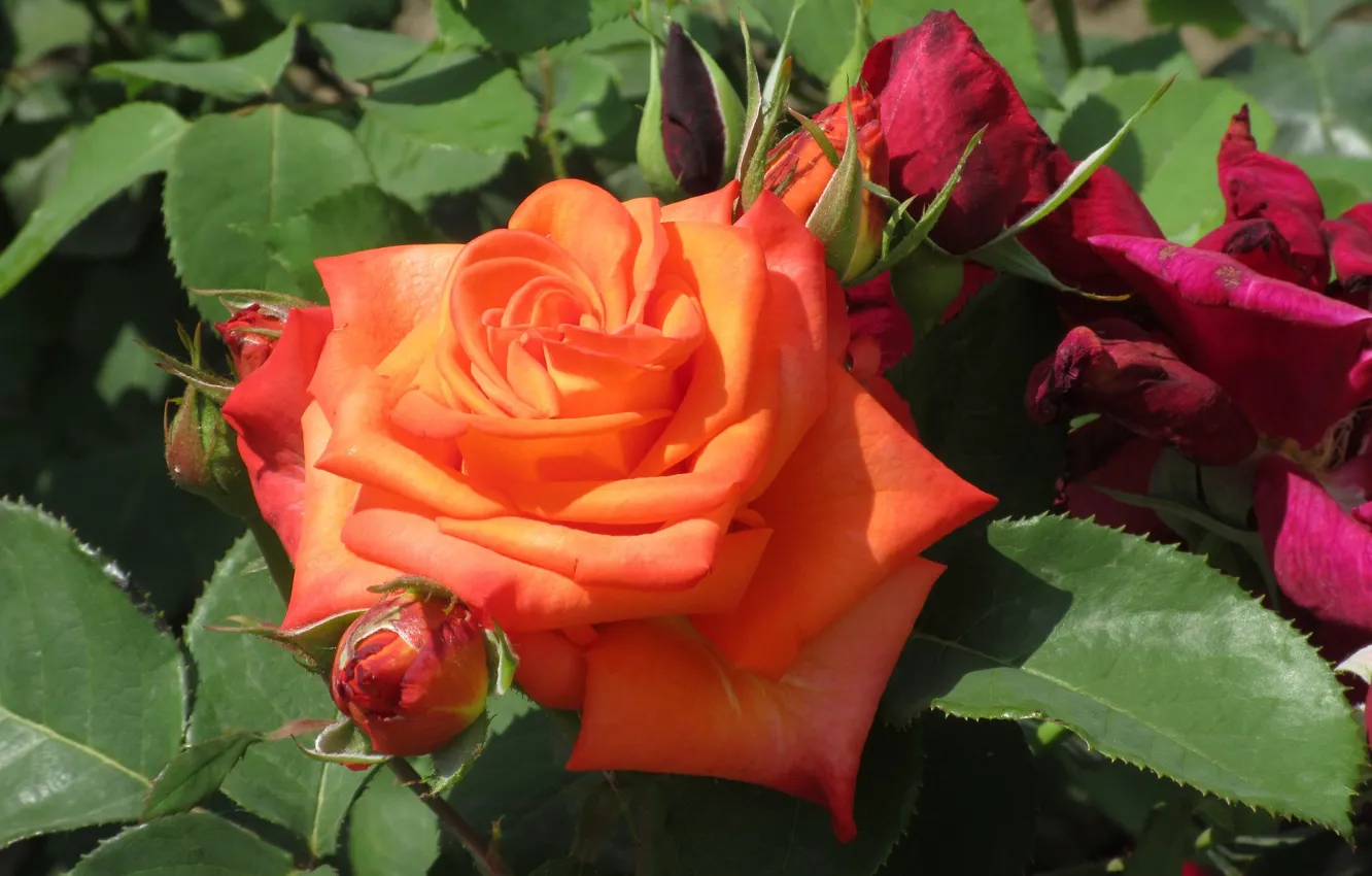 Photo wallpaper rose, beauty, Meduzanol ©, summer 2018, orange rose