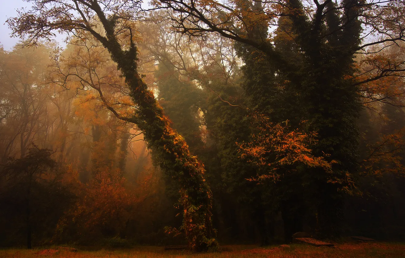 Photo wallpaper autumn, forest, trees, branches, nature, fog, Park, thickets