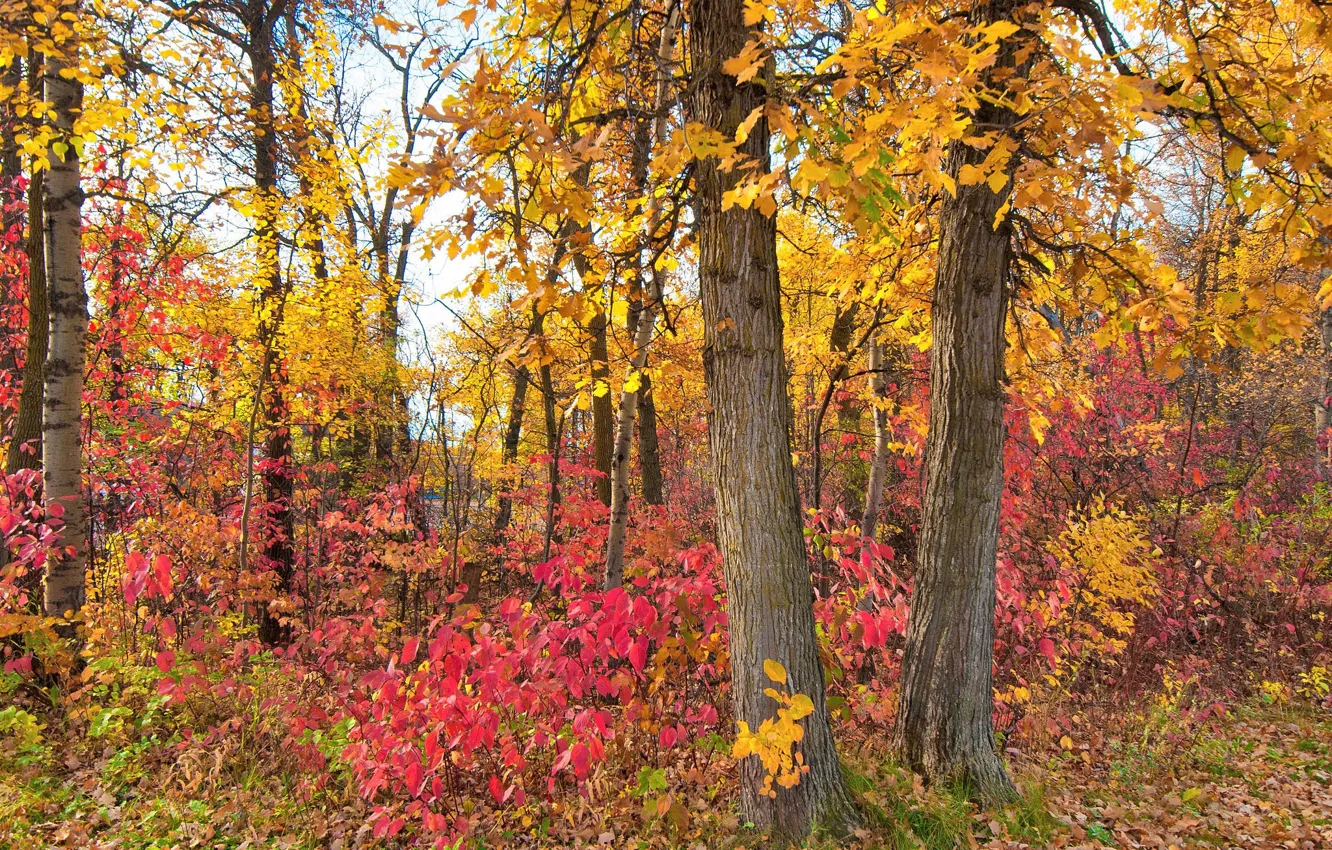 Photo wallpaper autumn, forest, leaves, trees, Park, the crimson