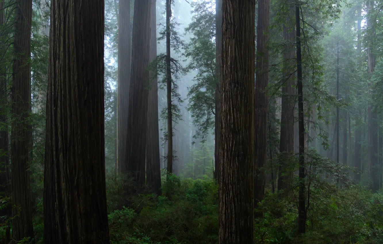 Photo wallpaper forest, trees, nature, fog