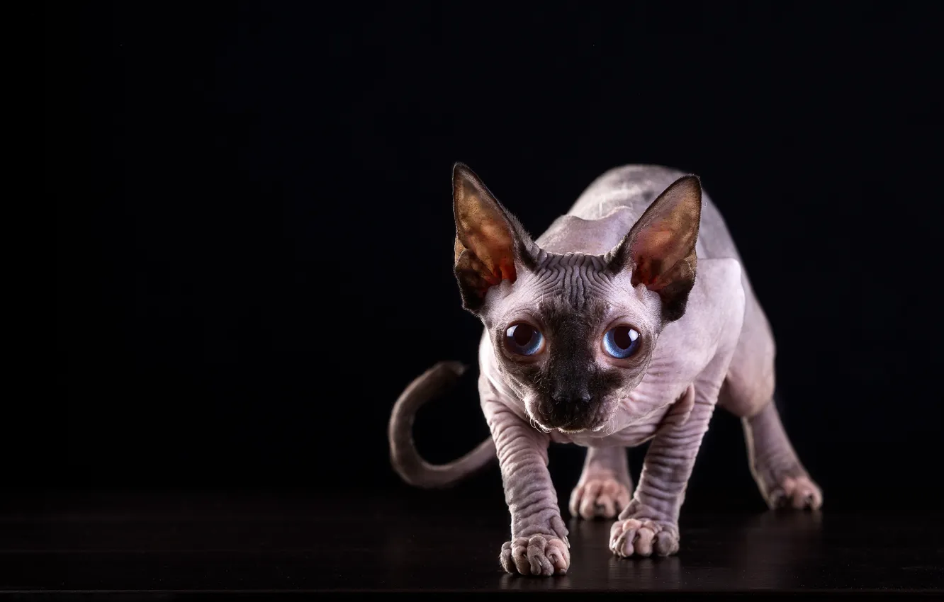 Photo wallpaper cat, cat, look, muzzle, blue eyes, black background, Sphinx