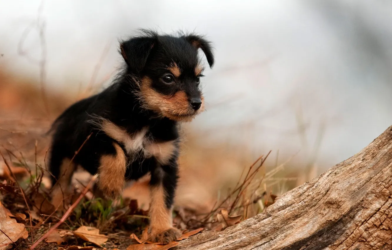 Photo wallpaper autumn, dog, puppy, walk