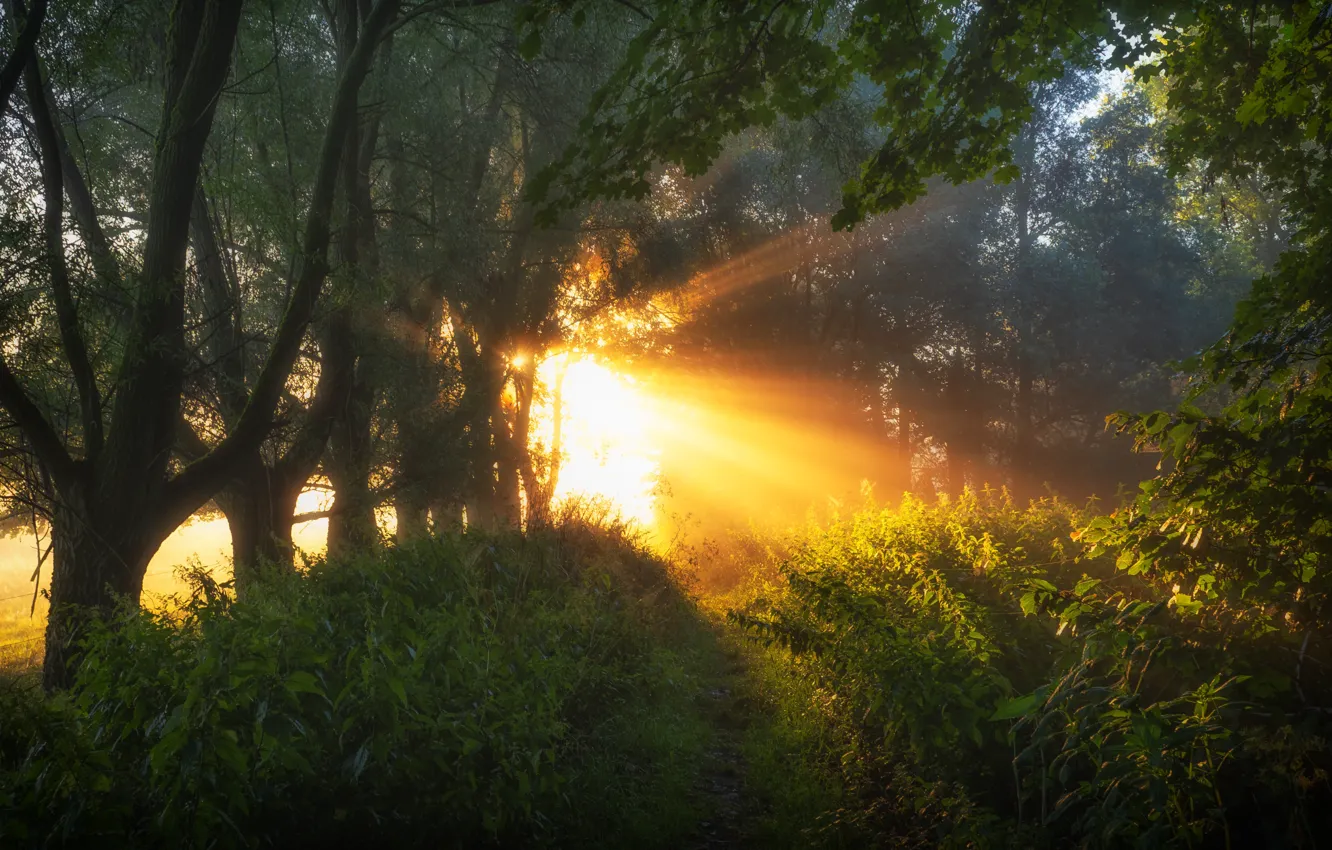 Photo wallpaper greens, forest, summer, the sun, rays, trees, branches, nature
