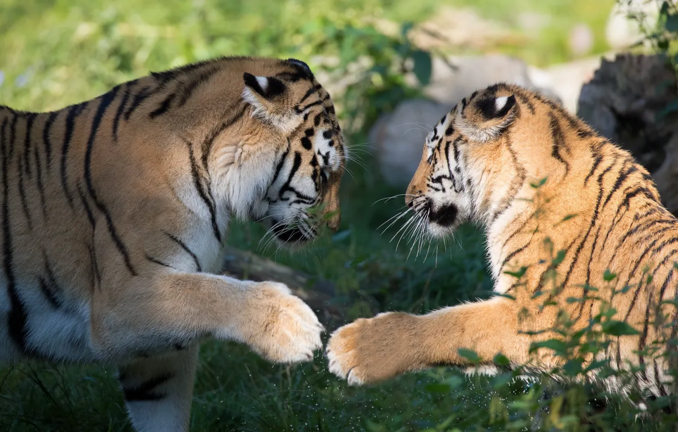 Photo wallpaper tiger, each, the game, two, paws, friendship