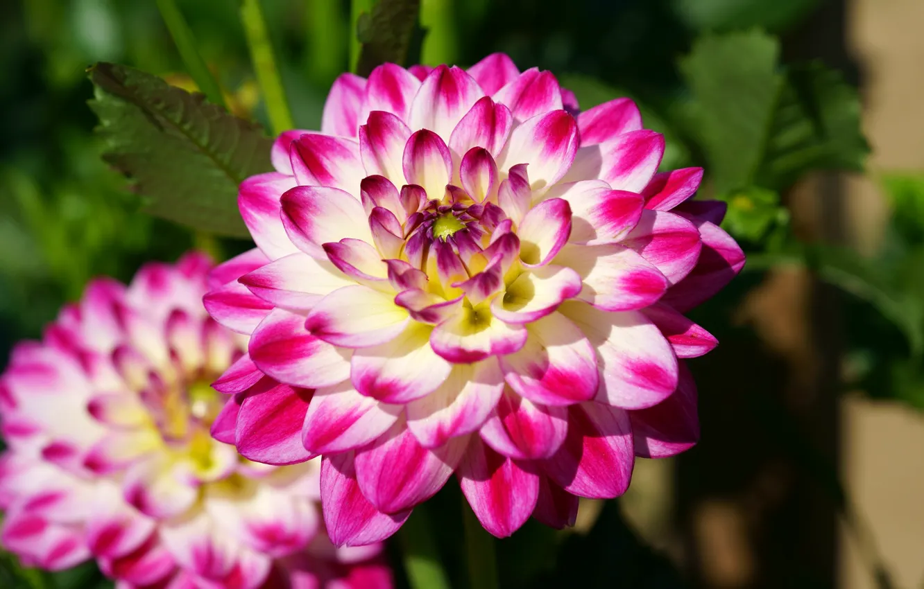 Photo wallpaper greens, leaves, macro, light, flowers, background, bright, petals