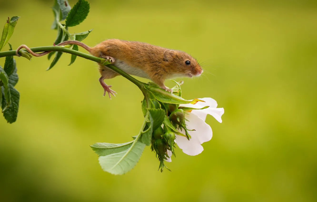 Photo wallpaper flower, mouse, baby