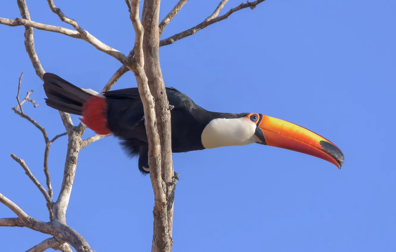 Photo wallpaper tropics, bird, jungle, Toucan